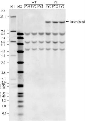 Applying knowledge and experience from potato (Solanum tuberosum) to update genetic stability data requirements in the risk assessment for vegetatively propagated biotech crops